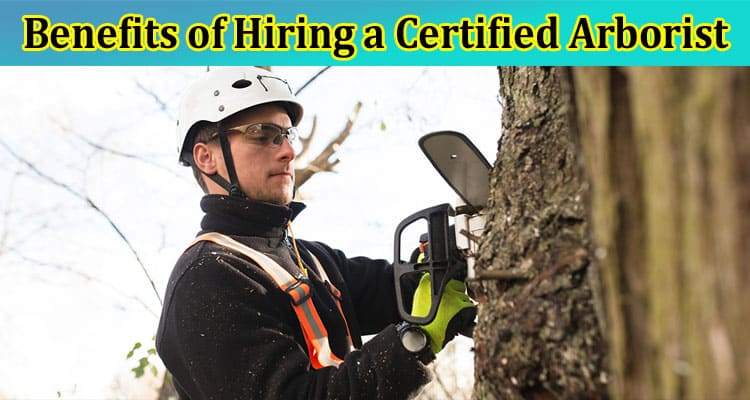 Complete Information About The Benefits of Hiring a Certified Arborist for Residential Tree Services