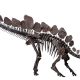 Stegosaurus Skeleton