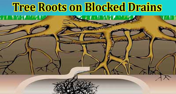 Understanding the Impact of Tree Roots on Blocked Drains